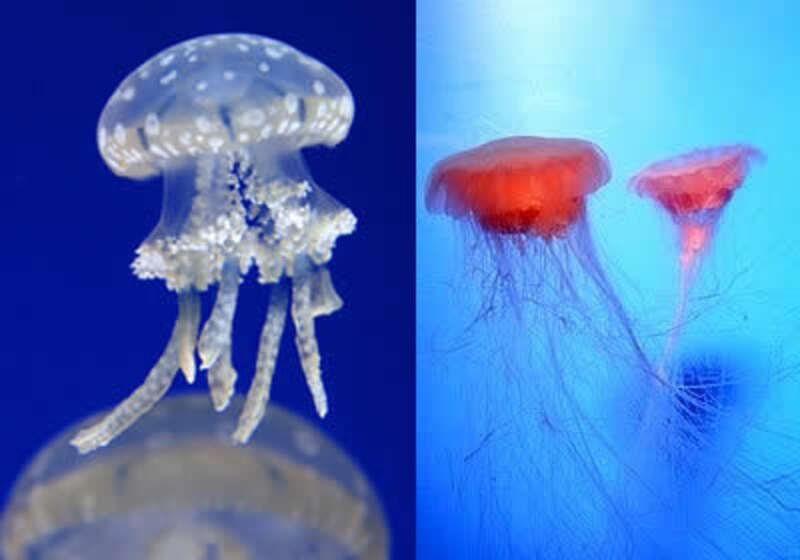 クラゲ