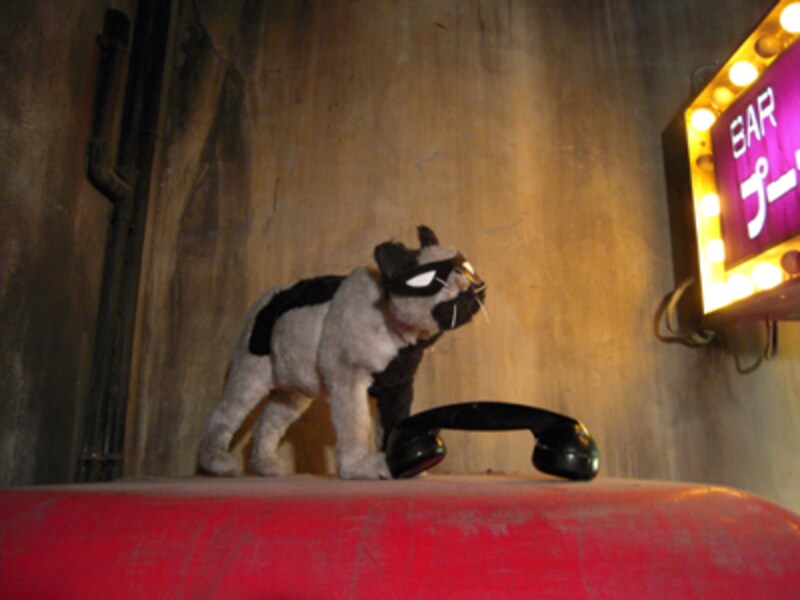 電話ボックス上の猫