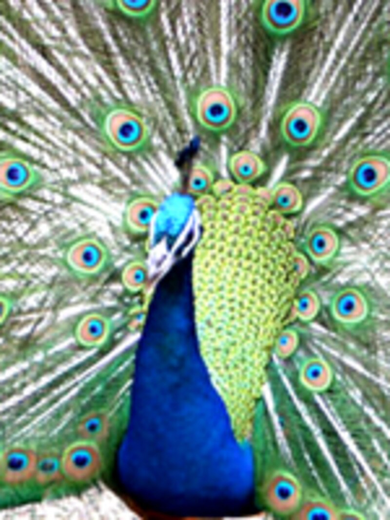 伊豆シャボテン公園のクジャク