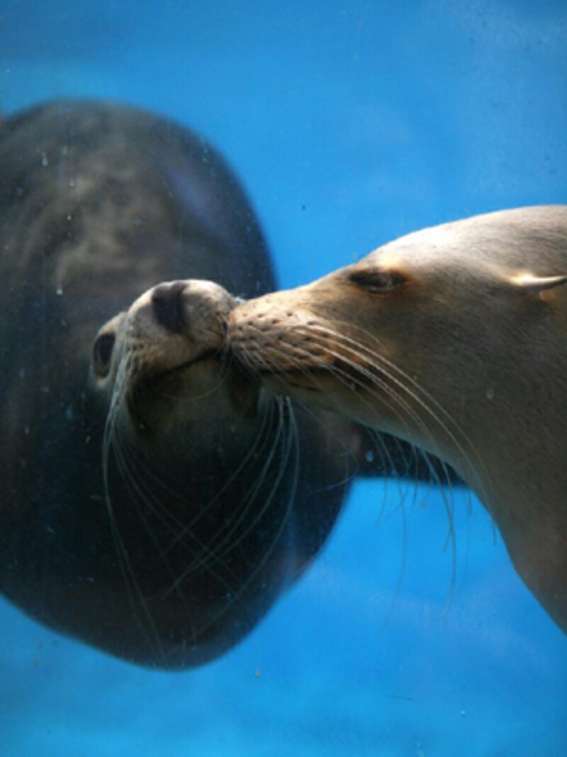 登別マリンパークニクスのアシカ