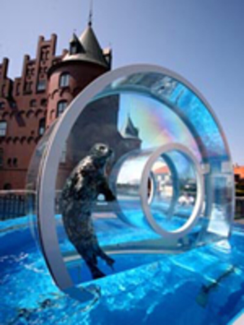 登別マリンパークニクスのアザラシ