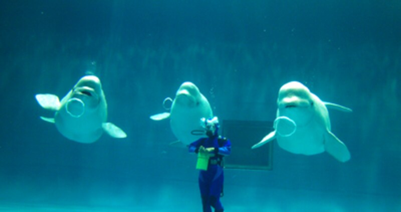 アクアスのシロイルカ
