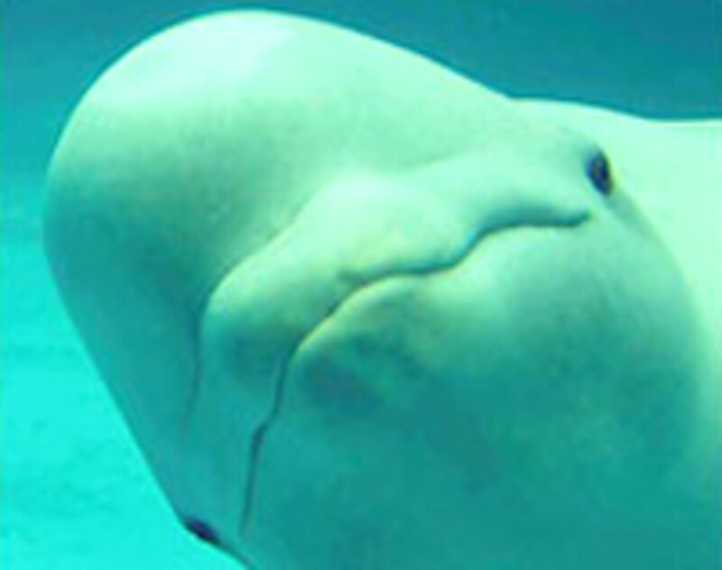 アクアスのシロイルカ「アーリャ」