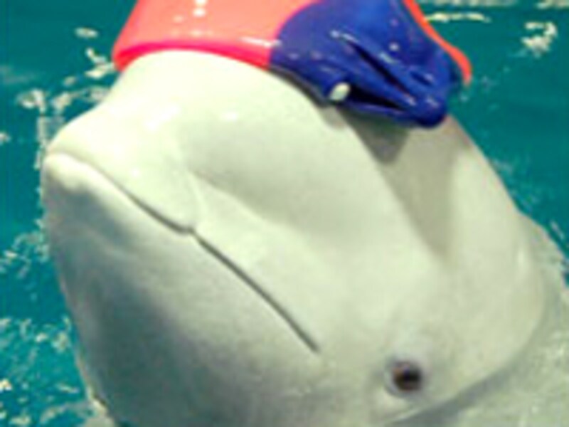 アクアスのシロイルカ「アンナ」