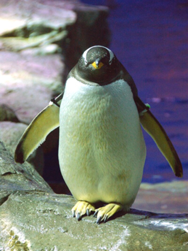 アクアスのペンギン