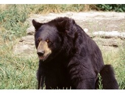 被害多発！ キャンプでクマに襲われない方法