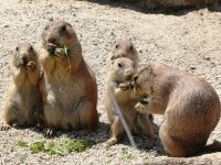 「こりゃウマイ」「ボクもちょ~だい」