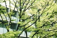 バルコニー前に木々が茂っていると室内が暗いかも…
