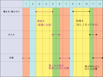秋植えの場合は、暑さがまだ残っている時期なので、種イモをカットしない方が無難です。