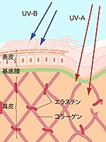 紫外線は肌のハリや弾力を保つコラーゲンやエラスチンを壊してしまう