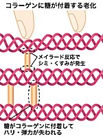 コラーゲンに糖が絡みついて老化するしくみ