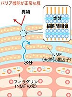 セラミドで角質間脂質、アミノ酸で天然保湿因子を補おう