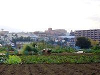 都市区域の田畑