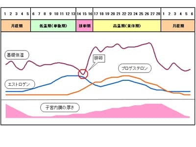 毎月規則的に繰り返される月経周期。その裏で起こっている各ホルモンの働きは、かなり複雑です