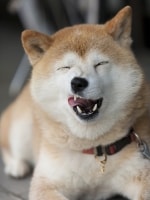 柴犬