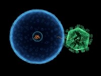 virus