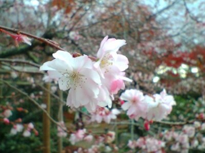 実光院の不断桜(1)