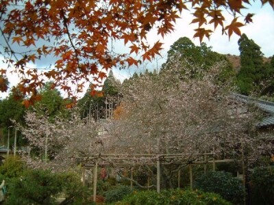 実光院の不断桜と紅葉のコラボレーション