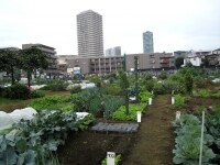 都市農地