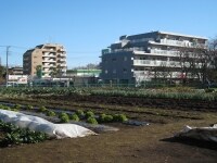 世田谷区ふれあい農園