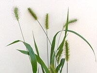 エノコログサ