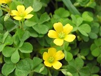 カタバミの花
