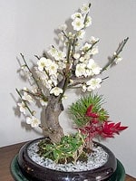 縁起盆栽
