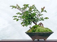 盆栽