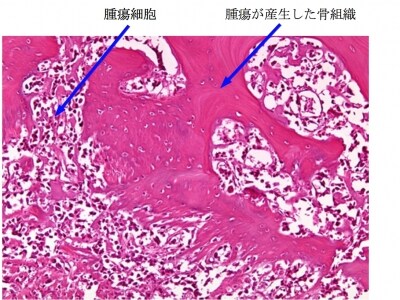 病理