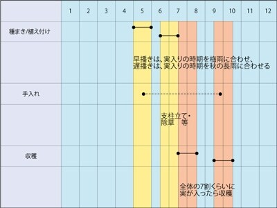 エダマメの栽培スケジュール