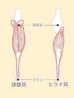 ふくらはぎ筋肉