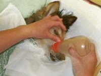 少しでも頭を高くして食事を