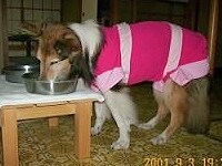 体に負担がかからないように台に乗せて食事を