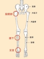 股関節