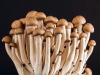 秋の食材きのこは強い味方!