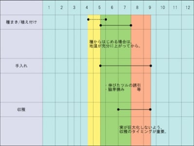 ※種からはじめる場合は、地温が充分に上がる4月中旬以降からはじめます。