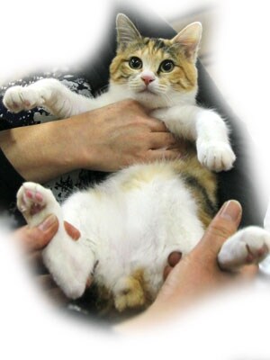 オスの三毛猫さん