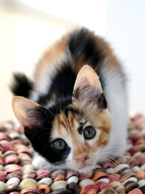 三毛猫のお嬢さん