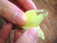 外側の葉を一枚一枚はがします