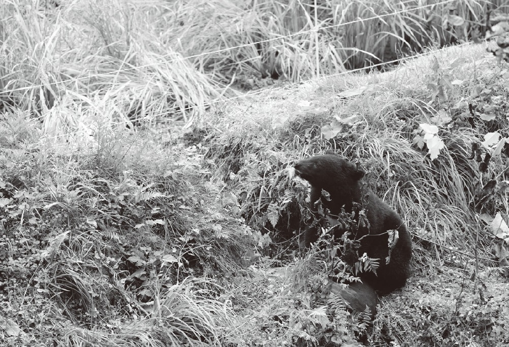 水田脇の畦に隠れるツキノワグマ（画像出典：『クマはなぜ人里に出てきたのか』永幡嘉之・著／旬報社）