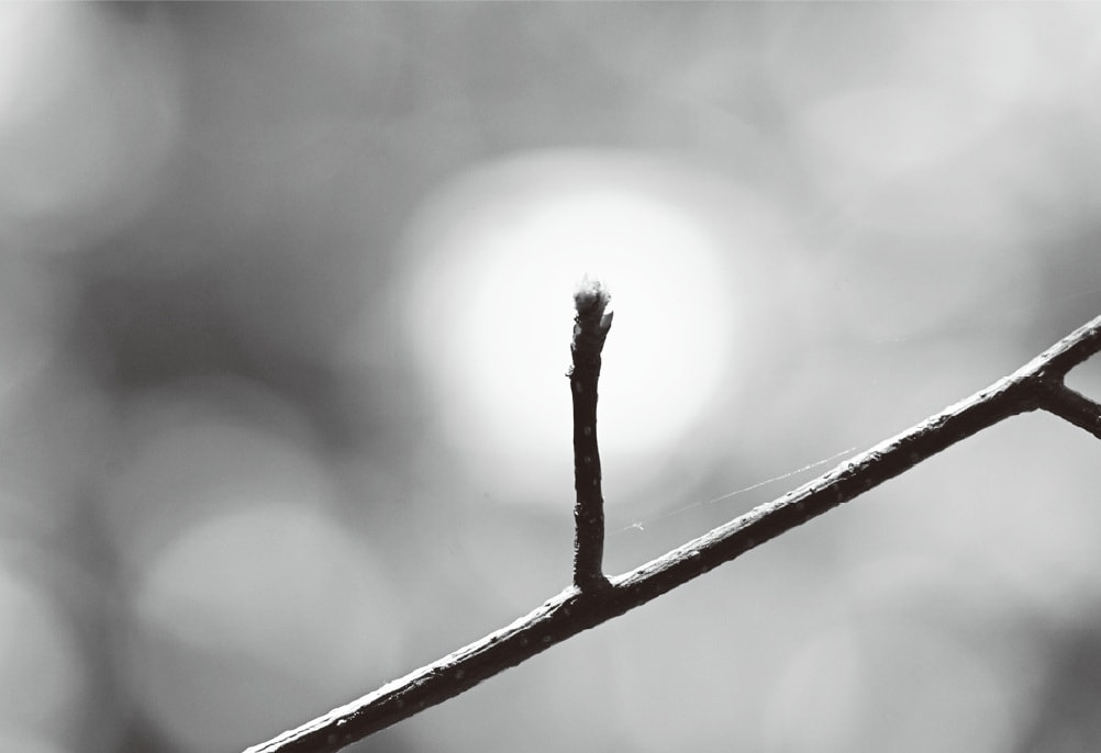 ツキノワグマがブナの花芽を食べた跡（画像出典：『クマはなぜ人里に出てきたのか』永幡嘉之・著／旬報社）