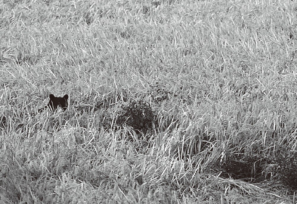 画像出典：『クマはなぜ人里に出てきたのか』（永幡嘉之・著／旬報社）