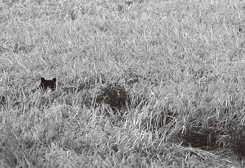 仔グマ2個体を連れて水田でイネを食べる母グマ（画像出典：『クマはなぜ人里に出てきたのか』永幡嘉之・著／旬報社）