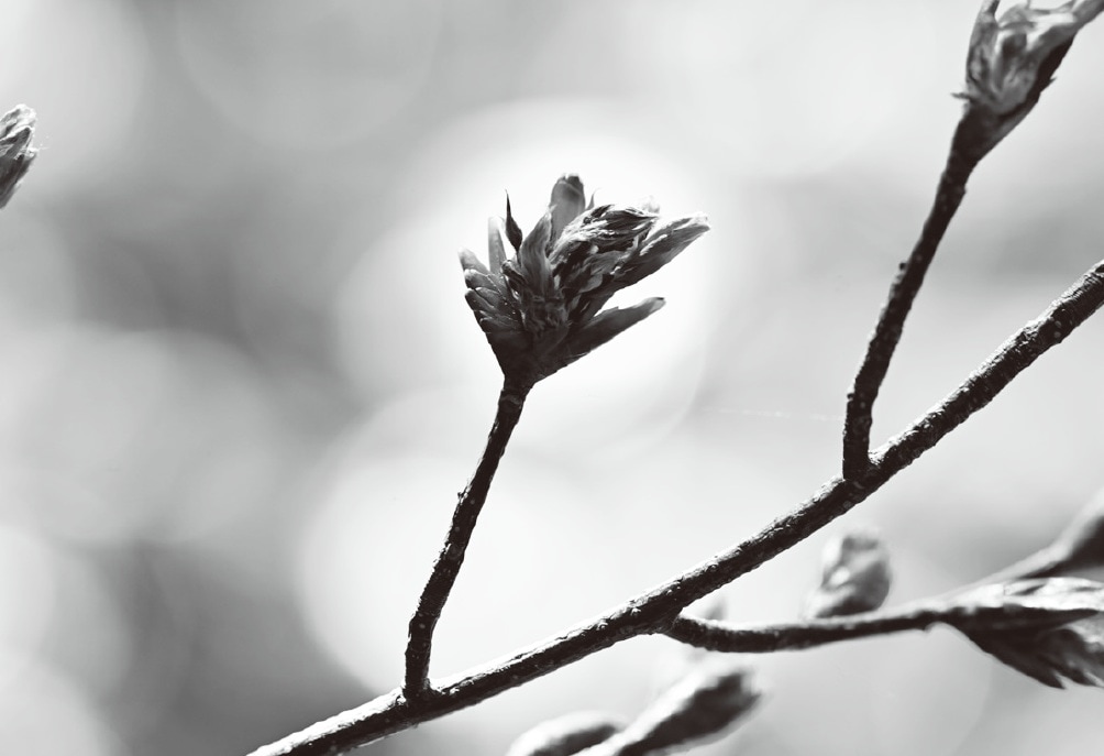 食べずに落とされたブナの花芽（画像出典：『クマはなぜ人里に出てきたのか』永幡嘉之・著／旬報社）