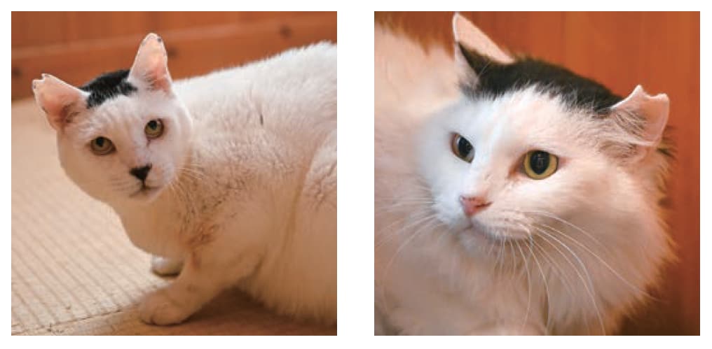 画像出典：『磯部海苔男という猫』（辰巳出版）