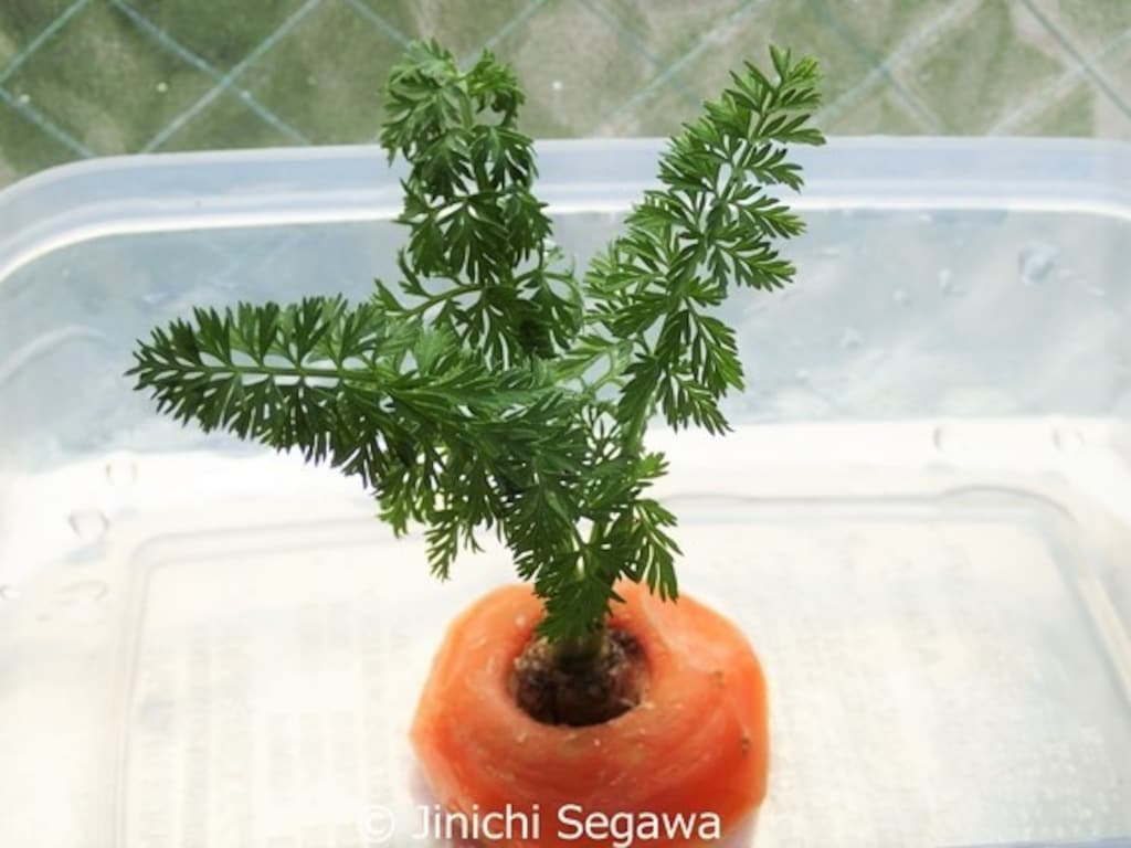 人参のヘタを栽培して大変身！自分だけの観葉植物に