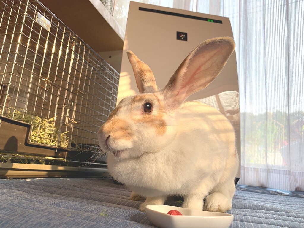 ペットやうさぎ用の除湿機に！1台5役の空気清浄機シャープ「プラズマクラスター」