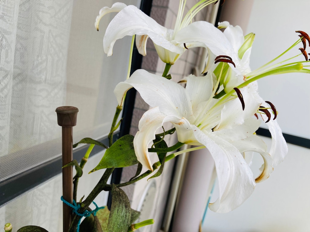 【100均】キャンドゥのつっぱり棒活用術！ガーデニングの“あの場面”でお役立ち！