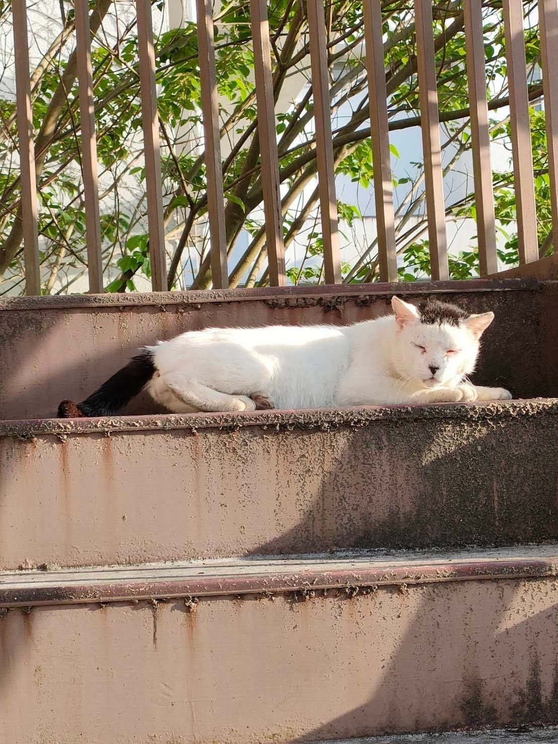 保護直前の海苔男。今からは考えられないほど痩せていました　画像出典：『磯辺海苔男という猫』（辰巳出版）