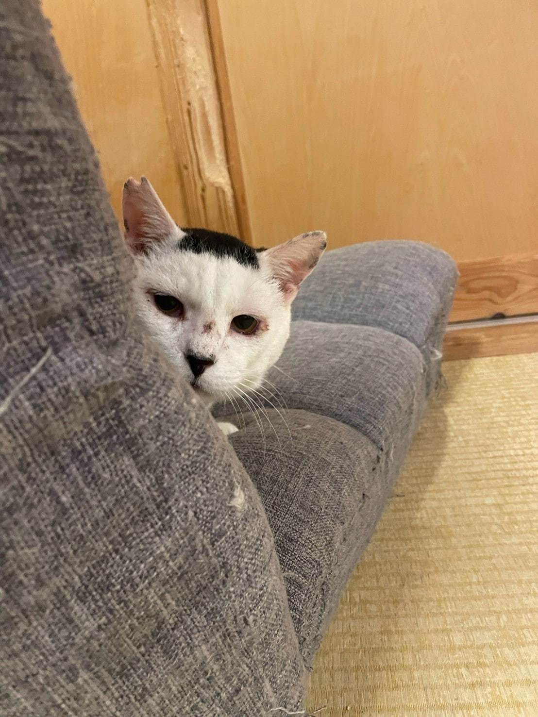 甘えん坊とはいえ、家に来たばかりの頃は今よりも控えめでした　※画像出典：『磯辺海苔男という猫』（辰巳出版）